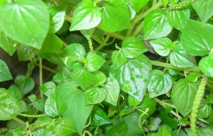 Rau càng cua (tên khoa học Peperomia pellucida) thuộc nhóm cây thân thảo mọng nước