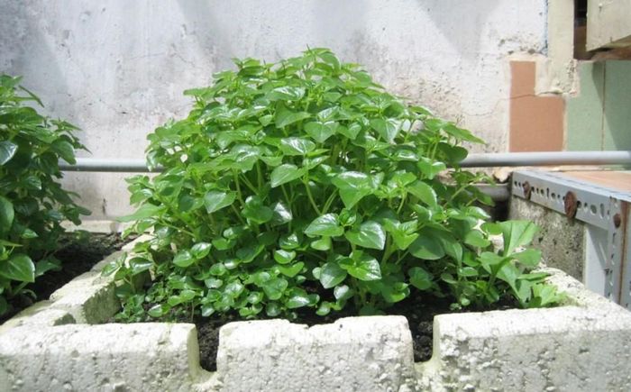 có thể tận dụng thùng xốp để trồng rau càng cua
