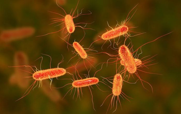 Sữa tươi chưa tiệt trùng có thể chứa các vi khuẩn nguy hiểm như Salmonella, E. coli, Listeria và Campylobacter