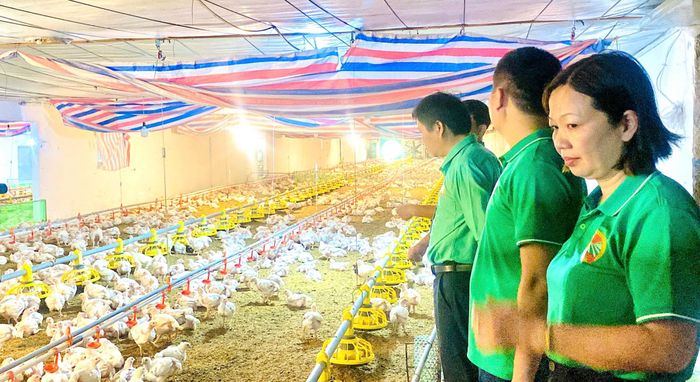 Lãnh đạo Hội Nông dân xã Thạch Thất thăm mô hình chăn nuôi gia cầm của hội viên nông dân Khuất Văn Trung (xã Thạch Thất). Ảnh: HND