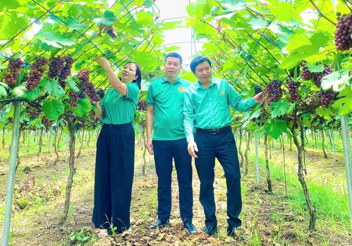 Mô hình trồng nho của ông Nguyễn Ngọc Quang ở thôn 6 xã Thạch Thất cho hiệu quả kinh tế cao. Ảnh: HND
