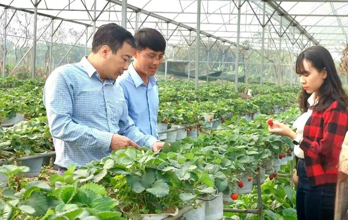 Phó Chủ tịch phụ trách Liên minh HTX thành phố Hà Nội Nguyễn Tiến Phong thăm mô hình trồng dâu tây kết hợp du lịch sinh thái trải nghiệm tại xã Đông Anh. Ảnh: LMHTX
