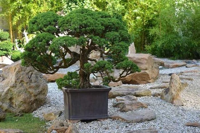 Cây cảnh phong thủy ngoài trời cần được đặt ở những vị trí có đủ ánh sáng mặt trời và không gian rộng để phát triển.