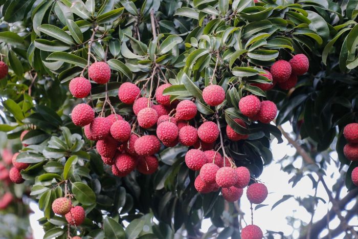  Với hương vị ngọt thơm đặc trưng, loại quả này từ lâu được xem là một trong những loại trái cây mùa hè được ưa chuộng nhất tại Việt Nam. Ảnh: INaturalist. 