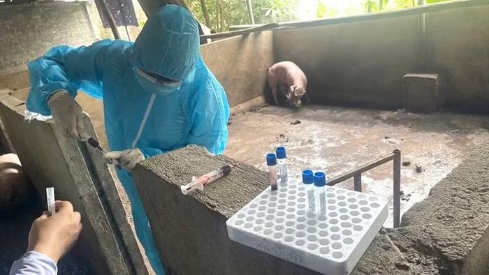 Cơ quan chuyên môn lấy mẫu lợn để giám định.