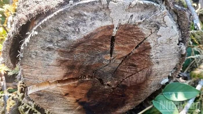Cây bị khai thác trái phép còn lại tại hiện trường.