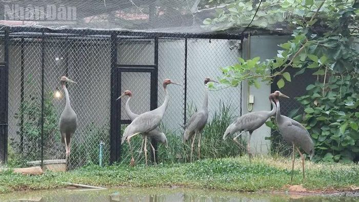 Các cá thể sếu đầu đỏ tại Vườn thú Nakhon Ratchasima. (Ảnh: XUÂN SƠN)