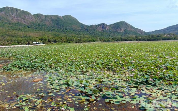 Hồ An Hải, đặc khu Côn Đảo - một trong nhiều hồ nước ở đây cấm san lấp.