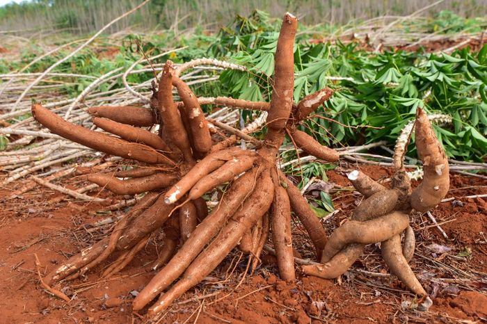 Năng suất khoai mì từ Dự án tăng gấp đôi so với phương pháp canh tác truyền thống