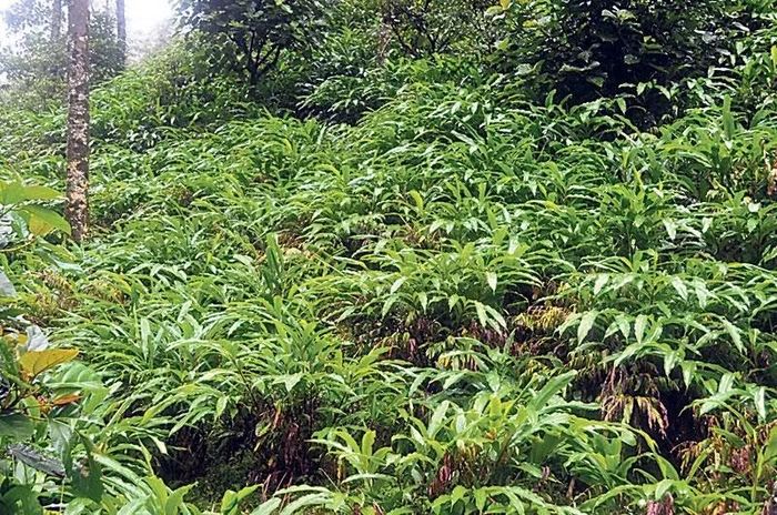Ảnh: myrepublica.nagariknetwork