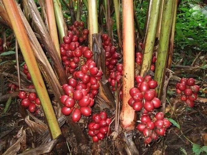 Ảnh: cnseed