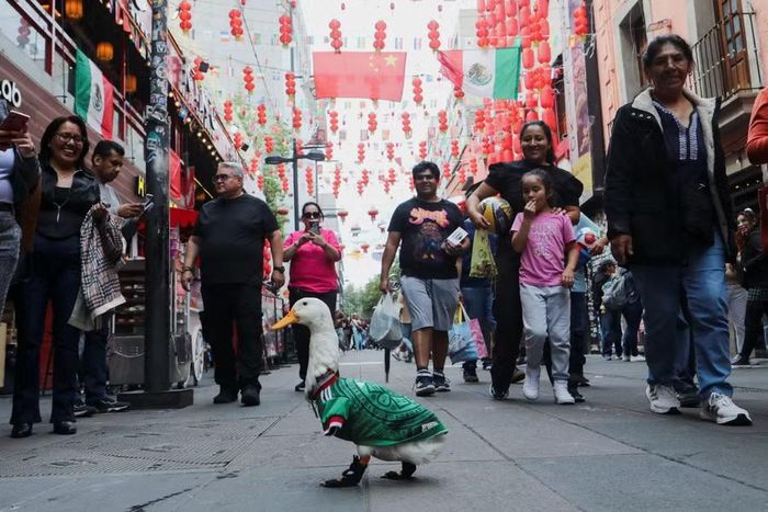 Chú vịt Merlin gây được rất nhiều sự chú ý tại Mexico giữa mùa World Cup 2026.