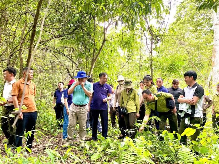 Ban quản lý Khu bảo tồn thiên nhiên Mường La phối hợp cùng Tổ chức quốc tế Fauna & Flora (FFI), Chi cục Kiểm lâm Sơn La tập huấn nhận dạng các loài thực vật nguy cấp.