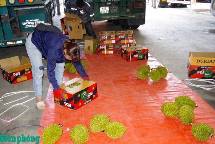 Kiểm tra chất lượng sầu riêng của Việt Nam để xuất khẩu sang Trung Quốc tại khu vực Cửa khẩu quốc tế Hữu Nghị, tỉnh Lạng Sơn. Ảnh: Hải Luận