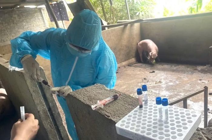 Lực lượng chức năng kiểm tra, xác định số lợn trên bị nhiễm bệnh.