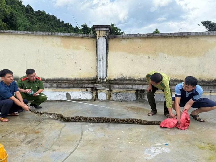 Cá thể Trăn đất thuộc nhóm IIB, có trọng lượng 12kg, chiều dài 3 mét được người dân phát hiện trong vườn nhà và đã báo cáo với Chính quyền địa phương.