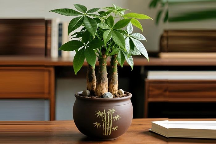 Kim ngân mini với thân bện chắc chắn và lá tròn trịa xanh mướt là lựa chọn hàng đầu của dân văn phòng nhờ vẻ đẹp nhỏ gọn và niềm tin về tài lộc mà nó mang lại.
