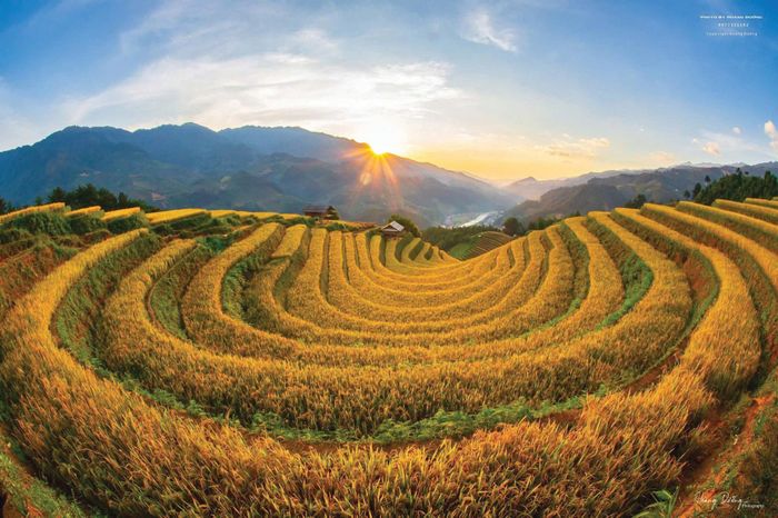 Mùa vàng vùng cao. (Ảnh: Hoàng Dưỡng)
