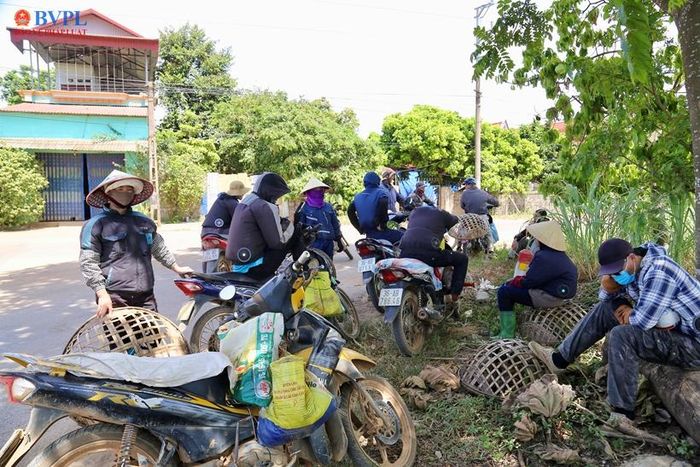  Những người đi hái dứa thuê cho biết công việc, thu nhập của họ trong vụ dứa này cũng bấp bênh hơn