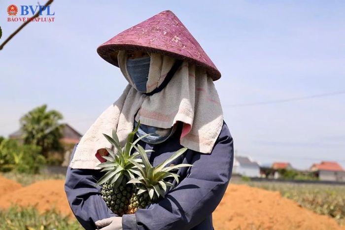 Chị Lê Thị Trang (31 tuổi, trú tại thôn 15, xã Xuân Tín) bần thần nhìn đồi dứa của gia đình đang thời ký chín rộ nhưng không có người mua