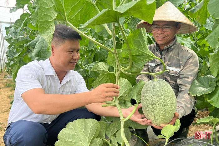Mỗi quả dưa lưới Kim Hoàng Hậu có trọng lượng từ 3,5 - 4 kg, đạt tiêu chuẩn cung cấp cho thị trường. Với giá bán khoảng 30.000 đồng/kg, mỗi sào dưa lưới Kim Hoàng Hậu mang lại thu nhập từ 50 - 70 triệu đồng. Mỗi năm, gia đình anh Hào sản xuất 4 vụ dưa lưới, tạo nguồn thu nhập ổn định và bền vững.