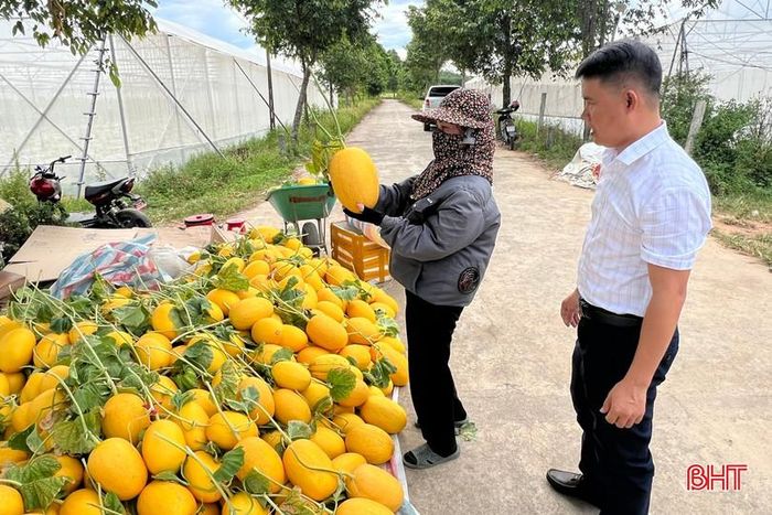 Dưa lưới vàng Thanh Long được người tiêu dùng ưa chuộng nhờ màu vàng bắt mắt, vị ngọt dịu và phù hợp cho nhu cầu thờ cúng, biếu tặng.