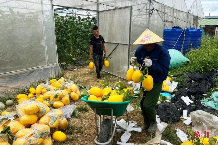 Nhờ chủ động điều chỉnh thời gian sinh trưởng, dưa lưới chín đúng vào các dịp rằm, mồng một nên luôn được thị trường tiêu thụ thuận lợi.