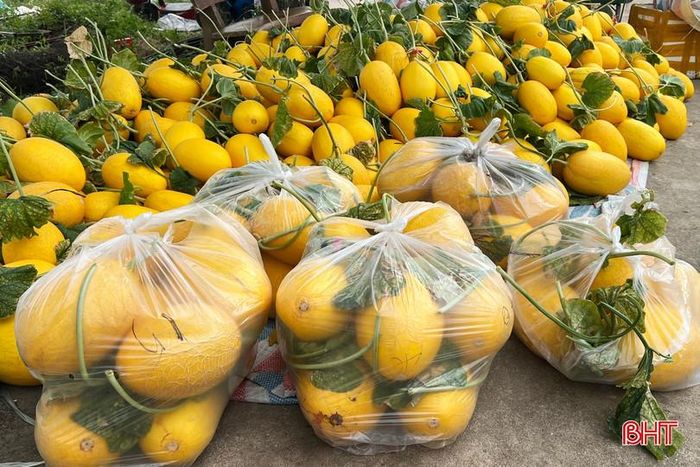 Mỗi sào dưa lưới vàng Thanh Long cho sản lượng từ 3,5 - 4 tấn, mang lại doanh thu khoảng 90 - 100 triệu đồng sau 75 ngày canh tác. Sau khi trừ chi phí sản xuất, người trồng dưa lưới vàng Thanh Long thu lãi khoảng 50 triệu đồng/sào mỗi vụ.