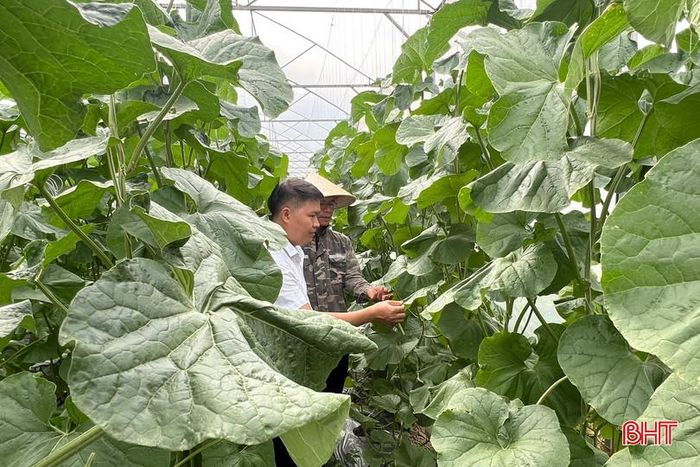 Bên cạnh dưa lưới vàng Thanh Long, gia đình anh Nguyễn Anh Hào còn phát triển giống dưa lưới Kim Hoàng Hậu cho giá trị kinh tế cao.