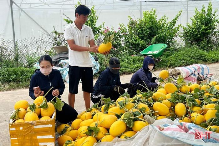 Thương lái từ nhiều địa phương đến tận vườn thu mua, giúp người trồng không phải lo đầu ra sản phẩm.