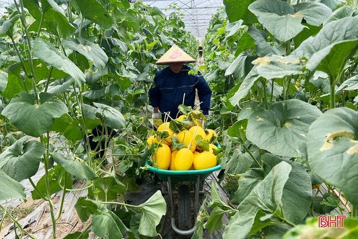 Những ngày này, dưa lưới vàng Thanh Long đang bước vào vụ thu hoạch, cho quả chín đều, màu sắc đẹp mắt.