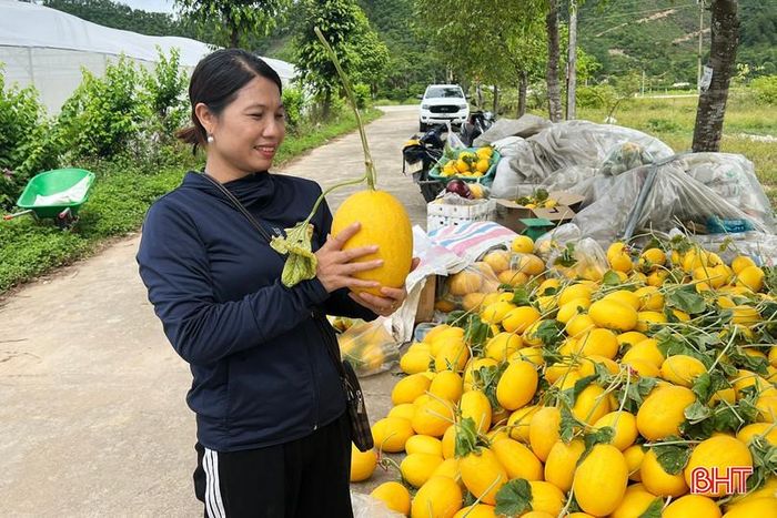 Chị Nguyễn Thị Lam, thương lái đến từ phường Thành Vinh (Nghệ An), lựa chọn những lô dưa đạt chất lượng để đưa về các chợ đầu mối tiêu thụ.
