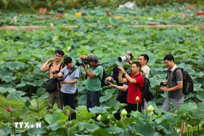 Các nhiếp ảnh gia lưu lại những hình ảnh mùa hoa sen rực rỡ nhất. (Ảnh: Tiến Long/TTXVN phát)