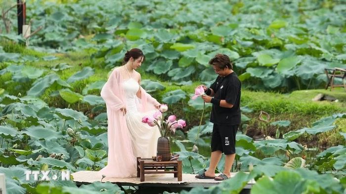 Các nhiếp ảnh gia, bạn trẻ tranh thủ lưu lại những hình ảnh bên hoa sen độ rực rỡ nhất. (Ảnh: Tiến Long/TTXVN phát)
