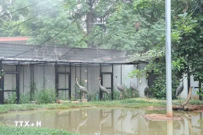 Sếu đầu đỏ đang được chăm sóc tại Vườn thú Nakhon Ratchasima, tỉnh Nakhon Ratchasima, Thái Lan. (Ảnh: Phạm Hải/TTXVN)