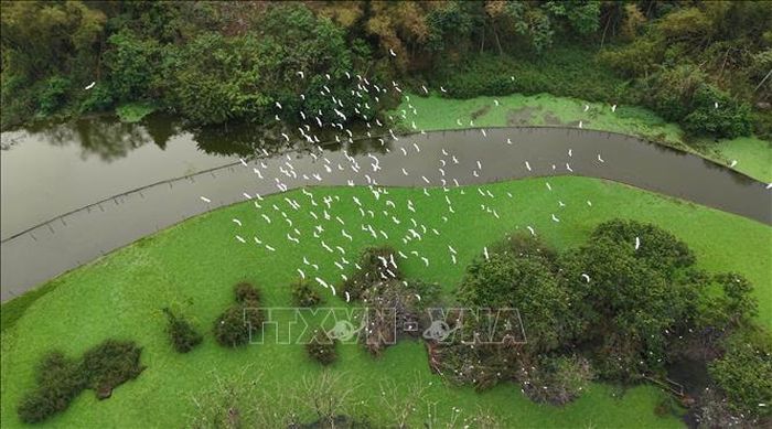 Vào mùa cao điểm sinh sản, từ tháng 8 đến tháng 4 âm lịch, số lượng chim tại Vườn chim Thung Nham lên tới hàng chục nghìn cá thể. Ảnh tư liệu: Thùy Dung/TTXVN.
