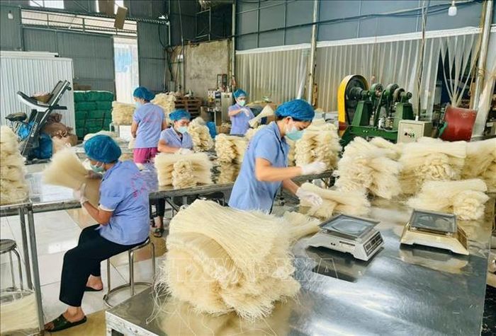 Sản xuất mì gạo tại Hợp tác xã mỳ gạo Hùng Lô, xã Vân Phú, tỉnh Phú Thọ. Ảnh: Nguyễn Thảo - TTXVN
