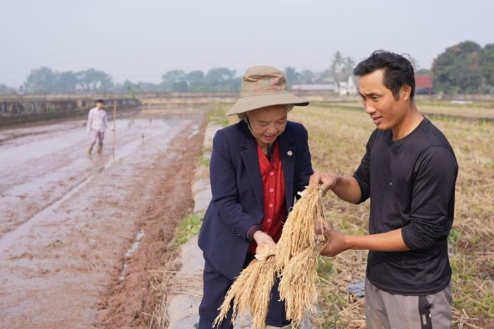 Sau thành công của giống lúa TH3-3, PGS.TS Nguyễn Thị Trâm tiếp tục cho ra đời hàng chục giống lúa lai chất lượng.