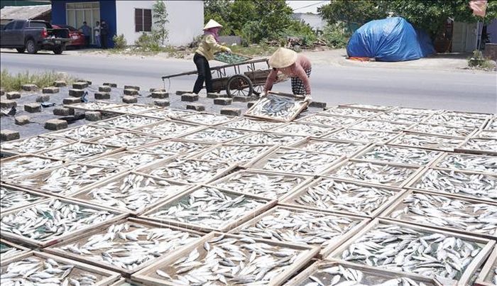 Sau khi hấp chín, cá được đưa ra phơi trực tiếp dưới ánh nắng mặt trời, rồi sơ chế đóng gói và tiêu thụ tại nhiều địa phương trong và ngoài tỉnh.