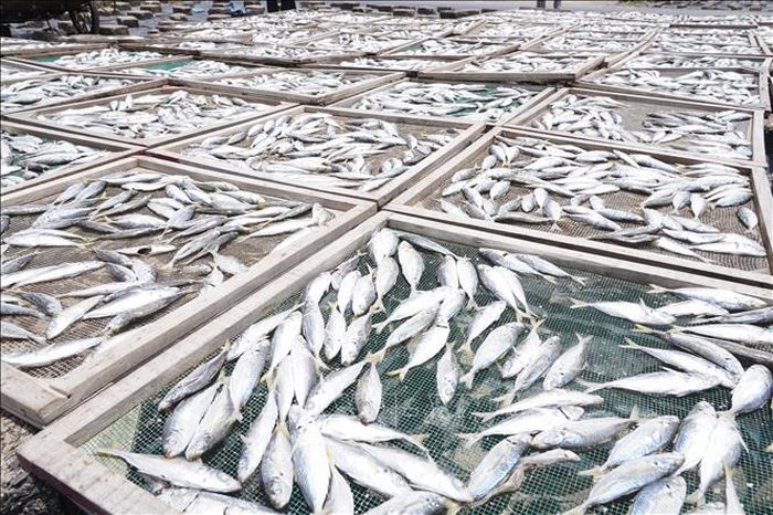 Những mẻ cá nục tươi sau khi hấp được phơi trực tiếp dưới ánh nắng mặt trời.