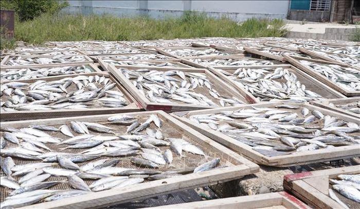 Những mẻ cá nục tươi sau khi hấp được phơi trực tiếp dưới ánh nắng mặt trời.