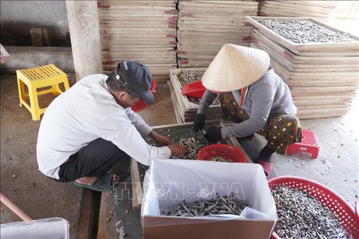 Cá thành phẩm có giá bán dao động từ 45.000 - 60.000 đồng/kg tùy loại.