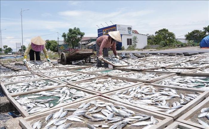 Sau khi hấp chín, cá được đưa ra phơi trực tiếp dưới ánh nắng mặt trời, rồi sơ chế đóng gói và tiêu thụ tại nhiều địa phương trong và ngoài tỉnh.