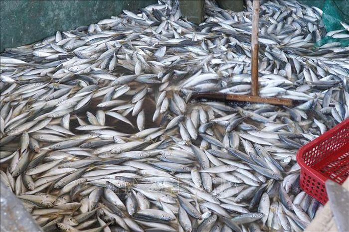 Sơ chế cá trước khi đem hấp.