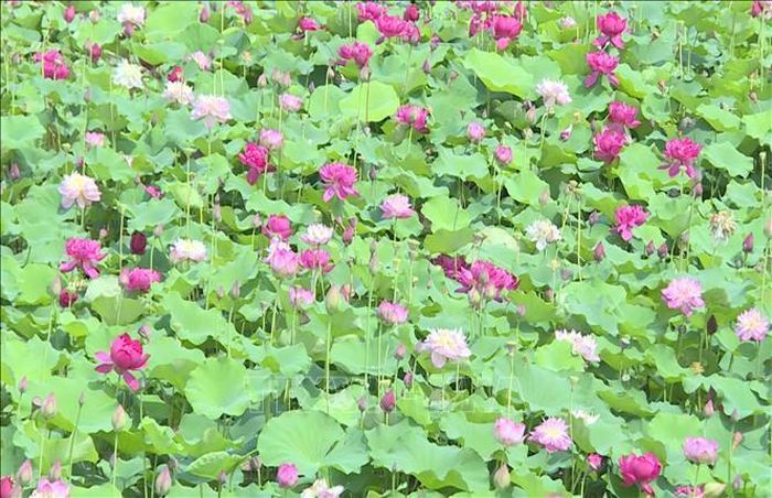 Cánh đồng hoa sen của Hợp tác xã Hoa sen Vân Đài (xã Hồng Minh, tỉnh Hưng Yên) hiện có diện tích khoảng gần 6ha mang lại giá trị kinh tế cao. Ảnh: Thu Hoài/TTXVN