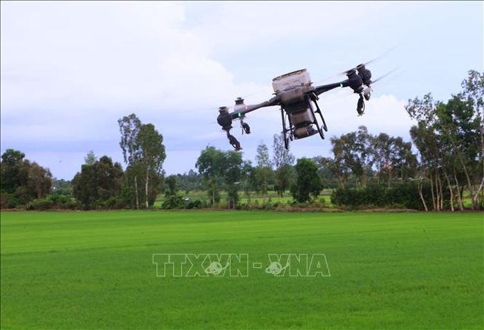 Sử dụng thiết bị bay để bón phân cho lúa Hè Thu 2026 tại thành phố Cần Thơ. Ảnh tư liệu: Duy Khương/TTXVN