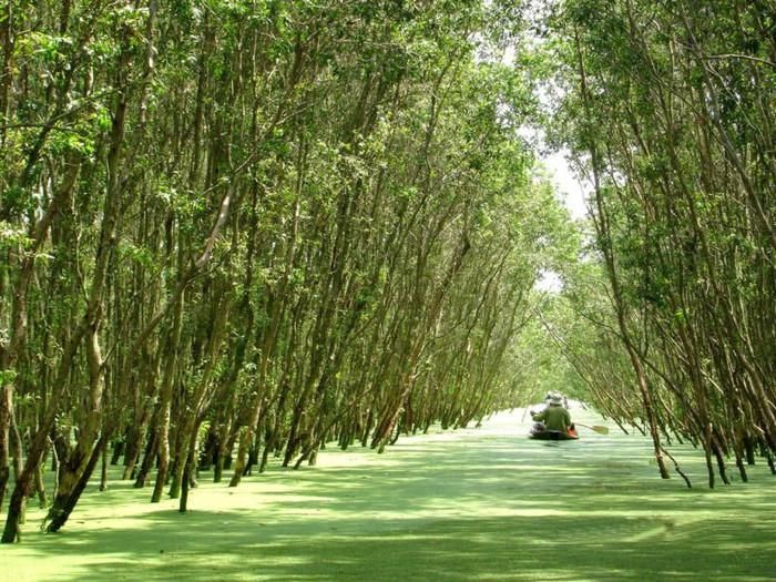 Du khách ngồi xuồng xem cảnh đẹp ở vườn Quốc gia Tràm Chim.