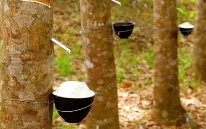 Trong nước, giá cao su tại các doanh nghiệp đi ngang