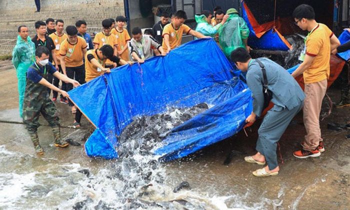 Thả phóng sinh thủy sản trên sông Cầu. 