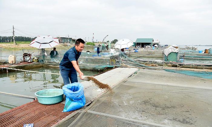Hộ ông Đỗ Văn Lên, xã Trung Kênh giảm lượng thức ăn nuôi cá lồng để bớt chi phí.